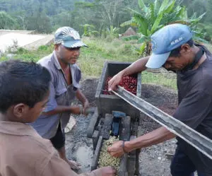Arabica koffiebonen boeren