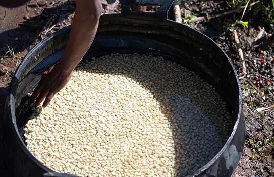 Direct trade koffiebonen