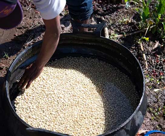 Direct trade koffiebonen